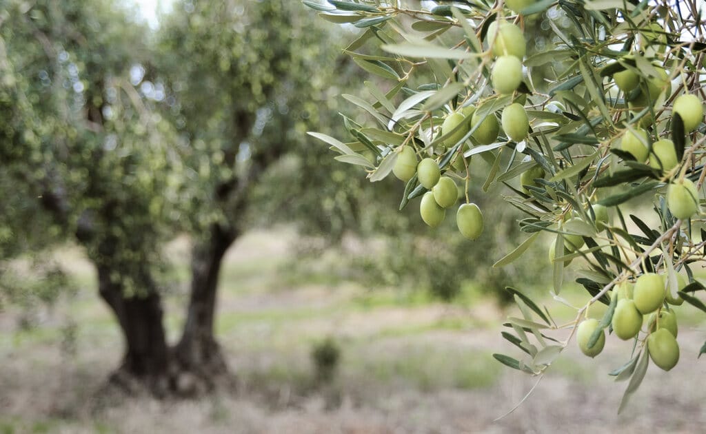 המחסור נמשך, המחירים זינקו – ושמן הזית הפך להיות המוצר הנגנב ביותר