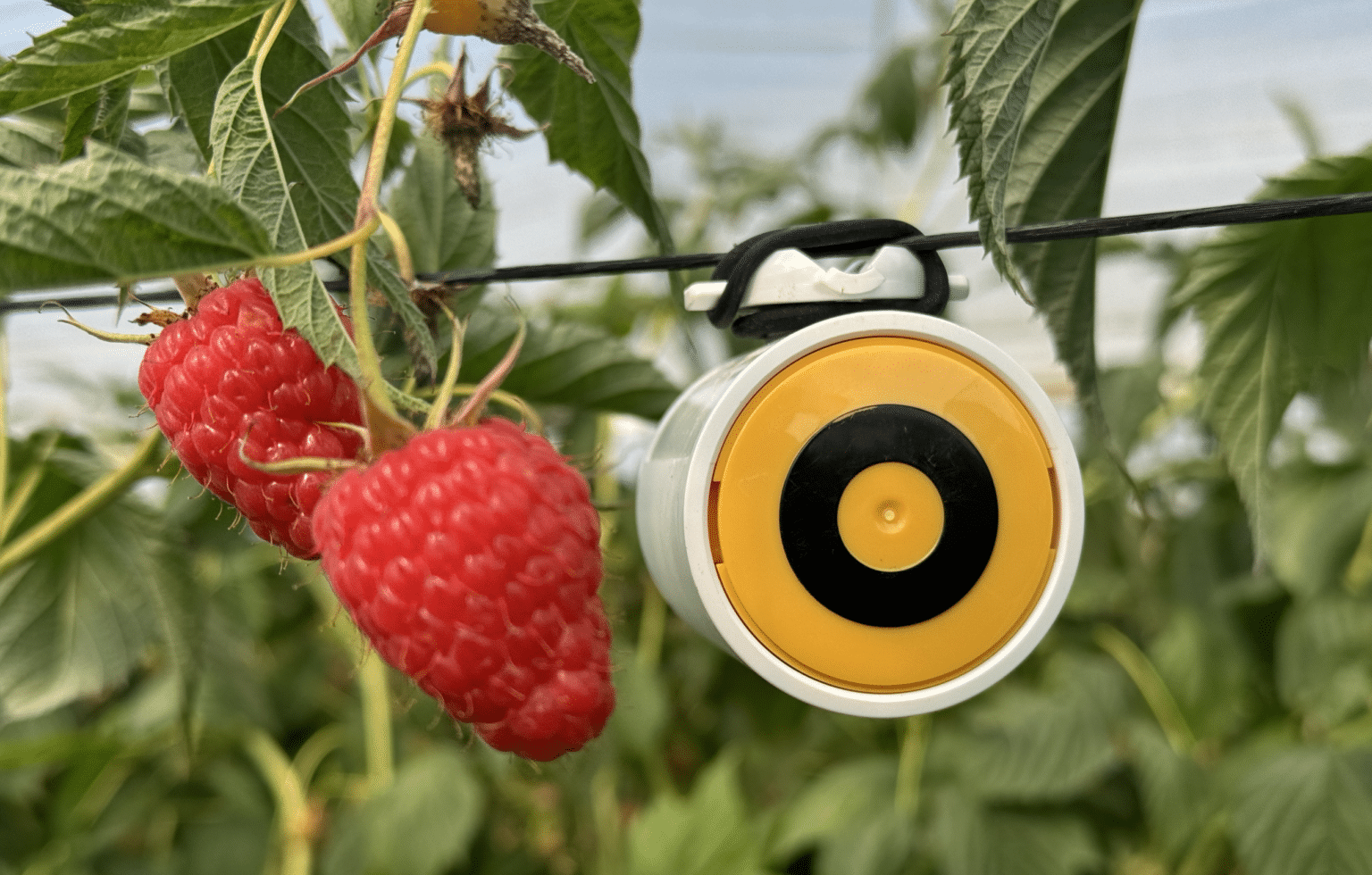 הזרע ו-BeeHero ישתפו פעולה בתחום ההאבקה בשדות חקלאיים