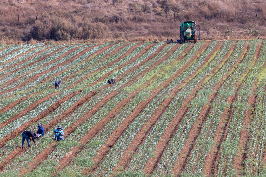 חקלאות ישראלית | צילום: יוסי אלוני, פלאש 90