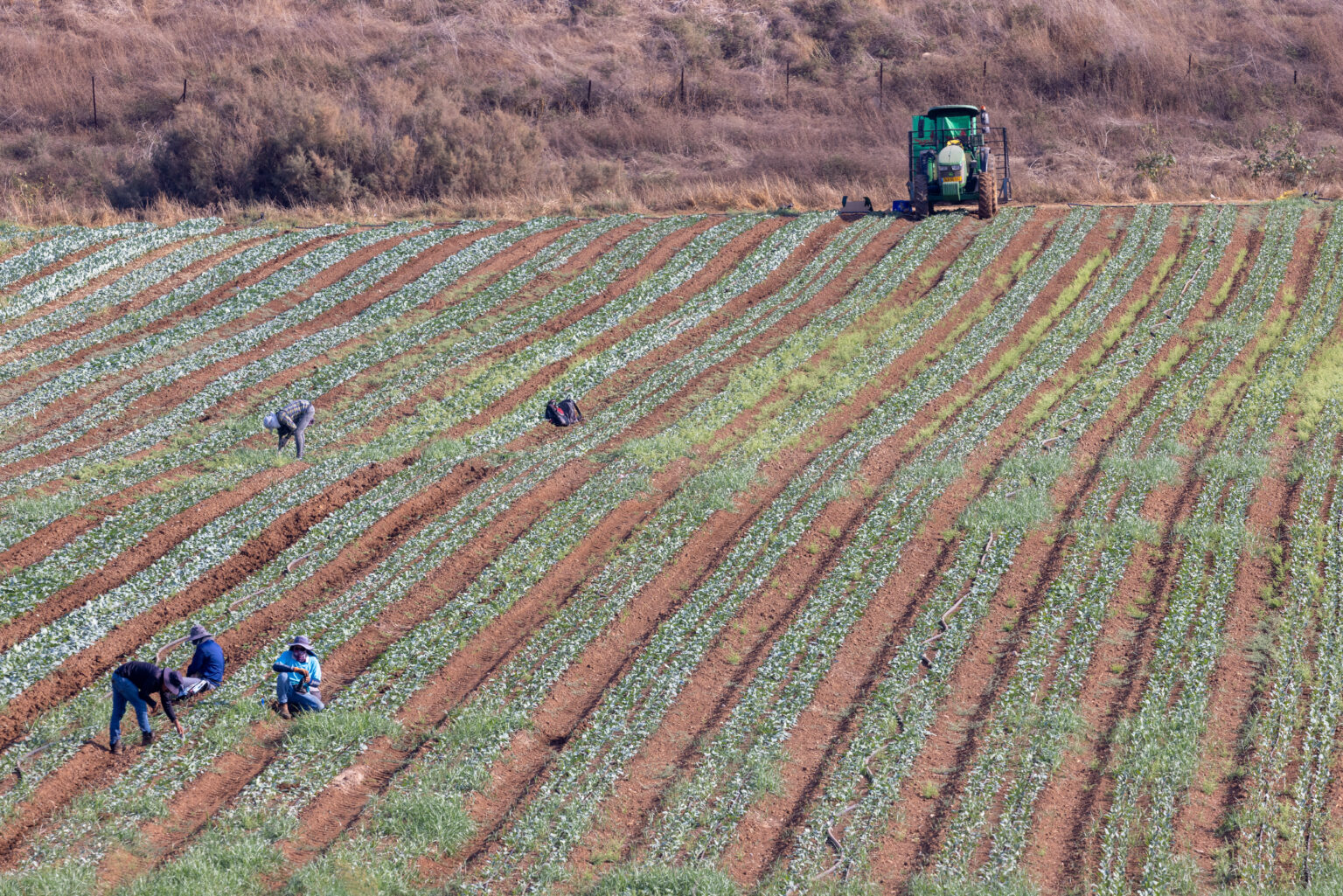 יו"ר ועדת הכלכלה: "לשקול שינוי בנוהל המסחר החקלאי בעזה"