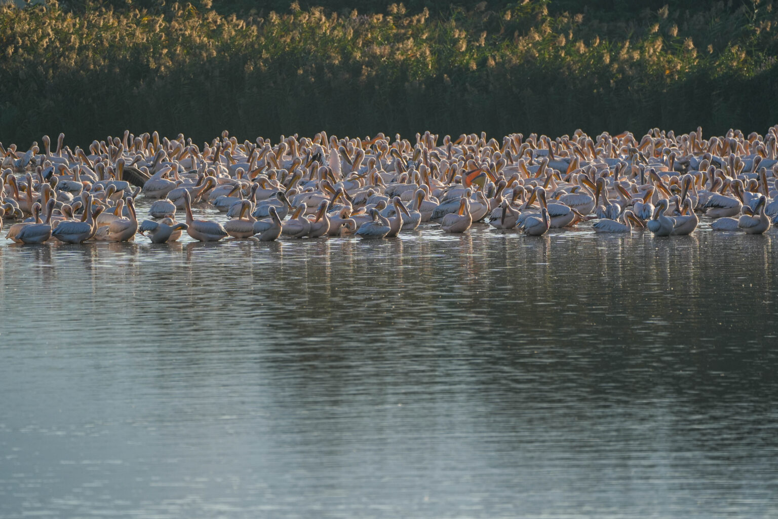 משרד האנרגיה: השבת הזרימה לנחלים ברחבי הארץ