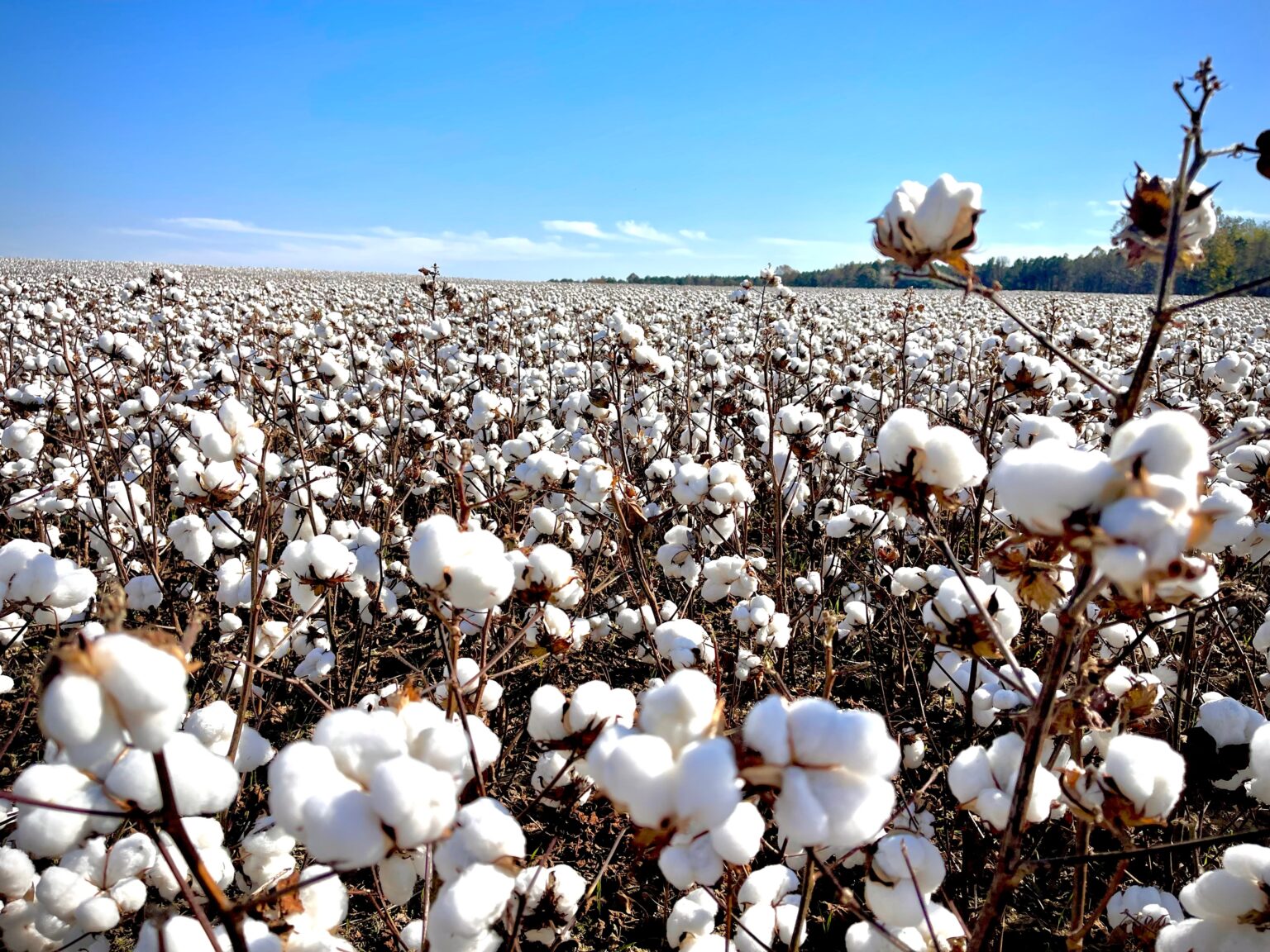 בעקבות אי ודאות עולמית: מחירי הכותנה והנחושת מגיעים לשיא